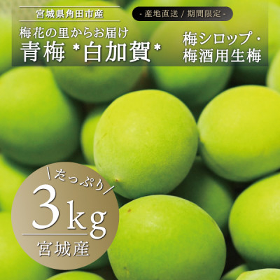 
                  宮城県産 青梅(生梅)3kg◆梅花の里から農家直送 梅酒・梅シロップ用【1400951】
                