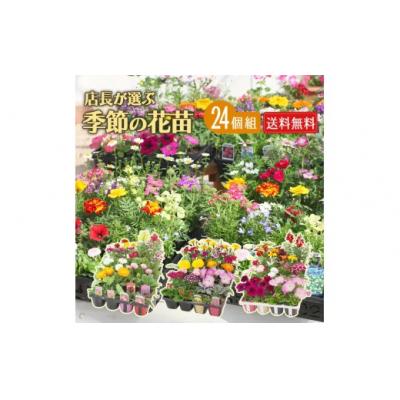 ふるさと納税 筑前町 季節の花苗24セット