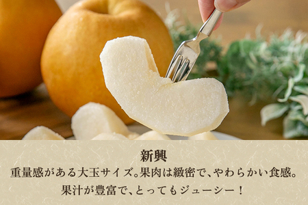 新潟県加茂市産 和梨 新興5kg（7～14玉）〈10月下旬～順次出荷〉 なし ナシ こうすい 果物 フルーツ 秋の味覚 加茂市 のざきファーム