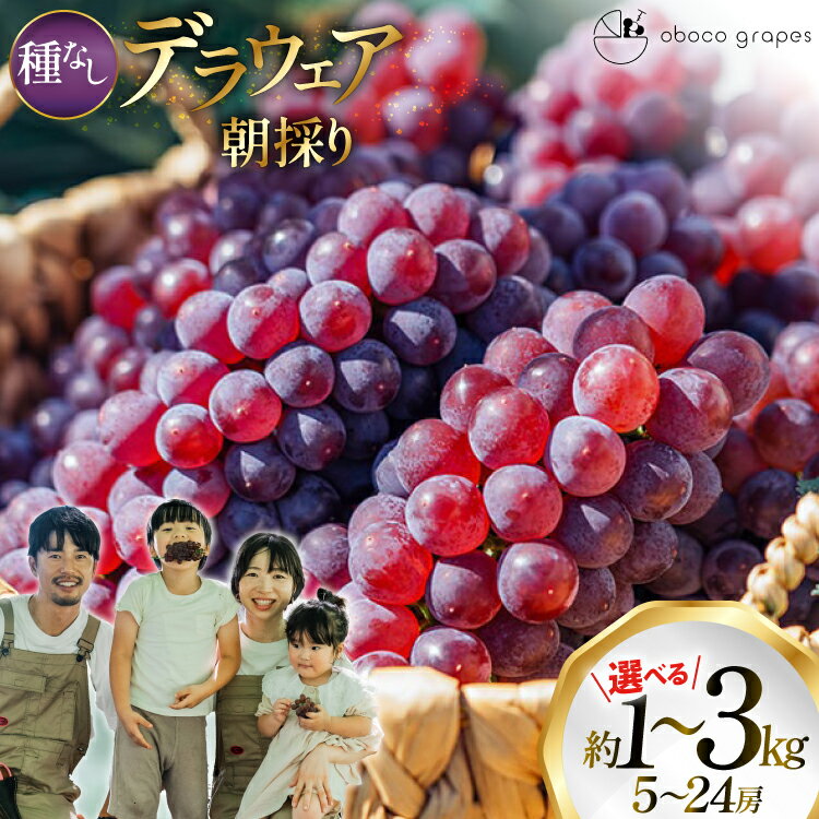 【ふるさと納税】 【期間限定発送】 ぶどう デラウェア 選べる 内容量 約1kg〜約3kg 朝採れ [山形県 高畠町 oboco grapes] 個包装 種無し ブドウ 葡萄 くだもの 果物 フルーツ 産地直送 農家直送