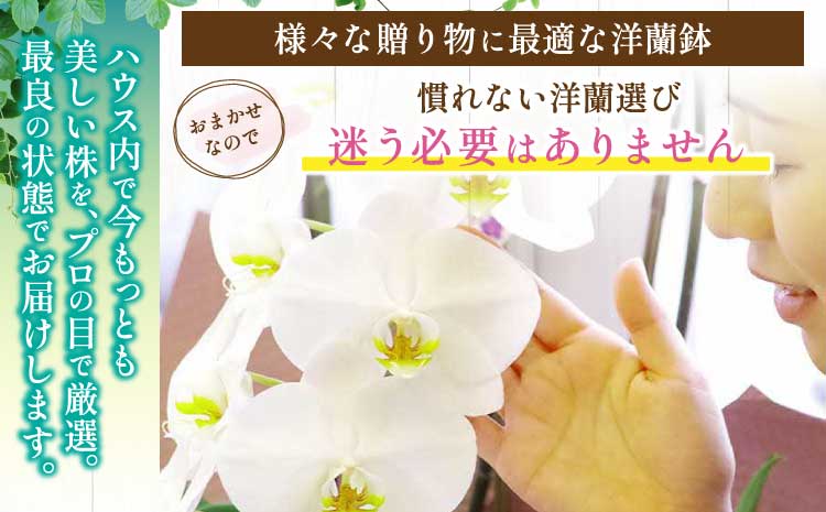 洋蘭 洋蘭ギフトS 鉢花 （高さ30～40cm） 【森水木のラン屋さん】 お祝い 誕生日 鉢植え 花 贈り物 ギフト 蘭