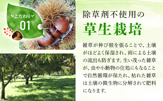 【先行予約11月上旬発送】秦栗園のあま～い氷蔵丹波栗 筑波2L むき500g【第1回福知山市ええもん認定】【熟成】 大粒 FCAC013