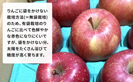 【農家直送・数量限定】 11～12月発送 家庭用 サンふじ 約10kg 【訳あり】 