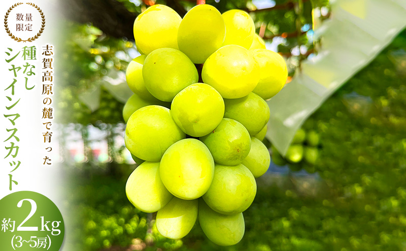 【2026年発送】志賀高原の麓で育った シャインマスカット 3～5房 約2kg ※お届け日時指定不可 ぶどう フルーツ 果物 デザート 長野県 長野