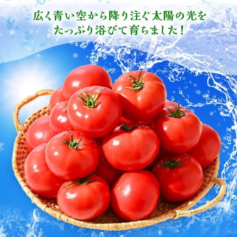 新鮮トマト 1ケース 約4㎏ (16～24玉入) とまと [A-2606]