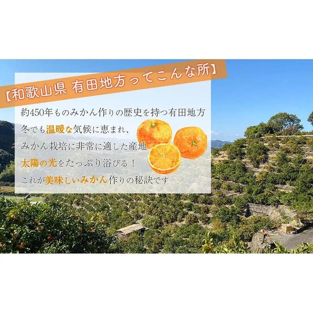 有田みかん 大粒 サイズ 2.5kg 厳選みかん