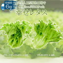 【ふるさと納税】 野菜 レタス 定期便 6回 栽培期間中農薬不使用 詰め合わせ セット 計7個 幸せレタス フリルレタス グリーンリーフ 水耕栽培 LED 栽培 低菌 野菜 丸ごと ベジタブル 副菜 常備菜 サラダ ヴィーガン ヘルシー お楽しみ