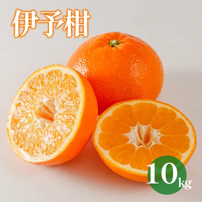 【2027年1月下旬から順次発送 】【伊予柑】 約10kg 伊予柑 愛媛県松山市【DRM006】