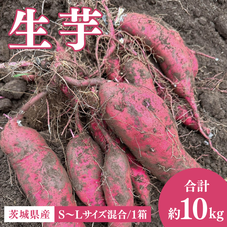 56-06 生芋10kg　S～Lサイズ混合　1箱