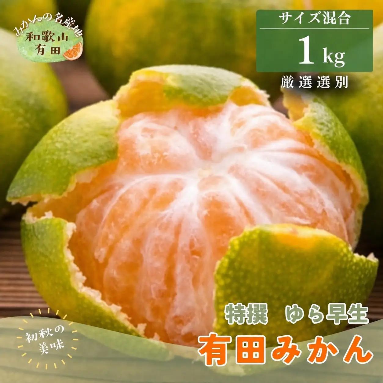 【初秋の美味】ご家庭用ゆら早生有田みかん　約1kg+200g(傷み補償分)【サイズ混合】【2026年10月中旬～11月上旬頃に順次発送予定】　※北海道・沖縄・離島配送不可 / みかん くだもの 果物 フルーツ【ard052C】