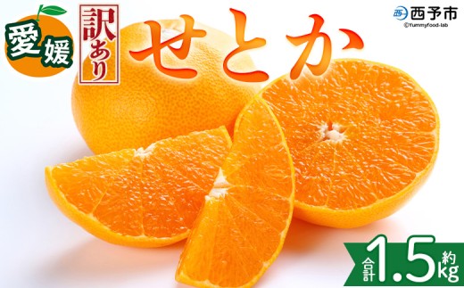 ＜【訳あり】愛媛県産 せとか 約1.5kg＞『2027年2月中旬～5月下旬迄に順次発送予定』わけあり 訳アリ 甘い みかんの大トロ みかん 蜜柑 果物 くだもの フルーツ ミカン 高級柑橘 とろける 食感 果汁 国産 株式会社三代目みかん職人 愛媛県 西予市【冷蔵】