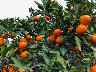 年内発送 完熟早生 有田みかん 化粧箱 特秀 L サイズ 32玉入 和歌山 南泰園 みかん
