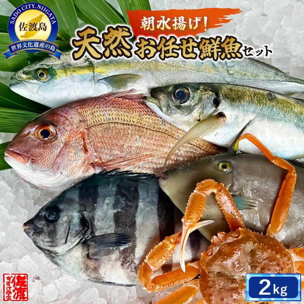【ふるさと納税】佐渡産 天然お任せ鮮魚セット 2kg | 魚 お魚 さかな 食品 人気 おすすめ 送料無料