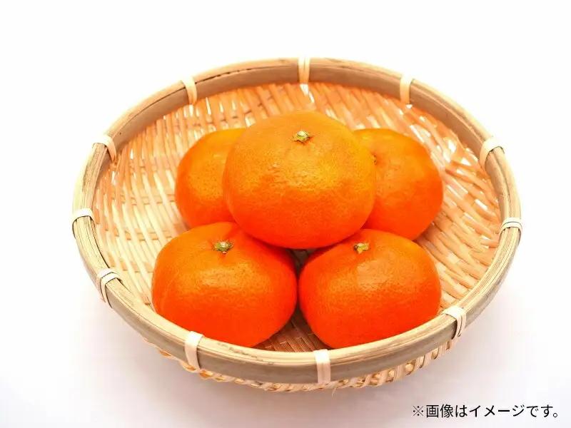 讃岐の奇跡！特秀品！小原紅早生真っ赤なみかん（約3kg）