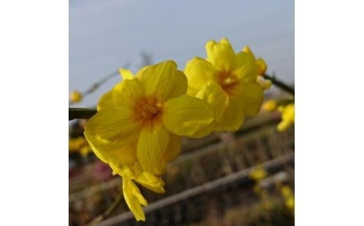 黄色い八重咲の綺麗な花がたくさん咲く 雲南黄梅