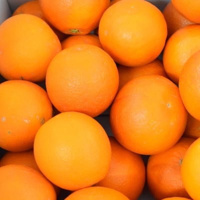【希少・高級柑橘】国産濃厚ブラッドオレンジ「タロッコ種」約5kg(上富田町)