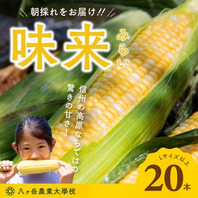 【朝採れ直送!】 フルーツのような甘さ『皮付き』生とうもろこし20本【配送不可地域：離島】