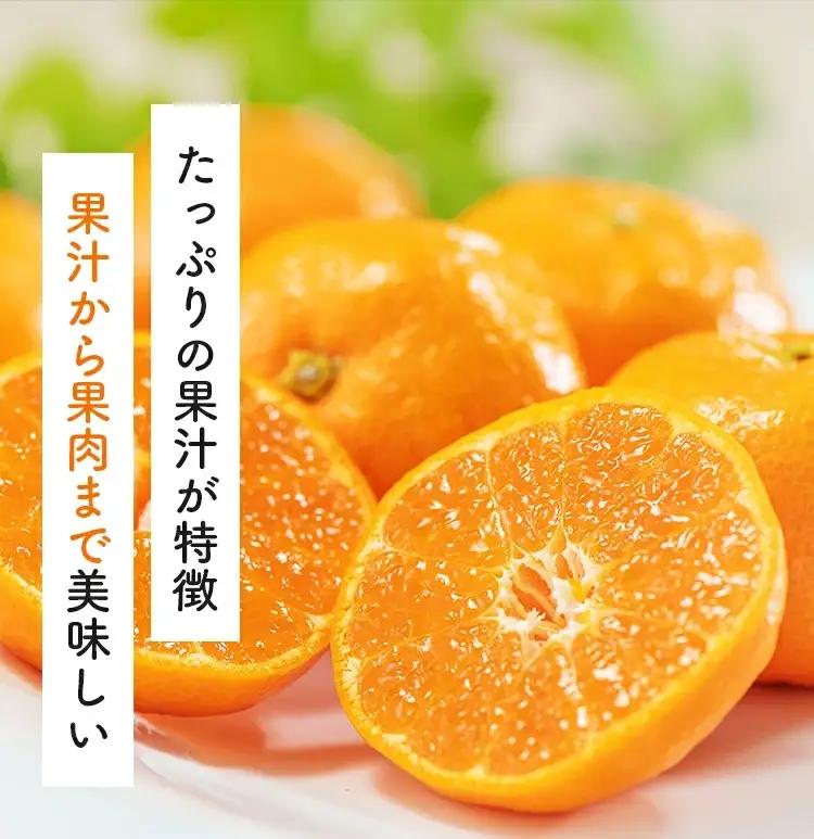 【9月発送】 ＼先行予約／ 有田 育ちの完熟 有田 みかん 家庭用 5.2kg(5kg+200g) / 有田みかん 柑橘 甘い フルーツ 果物 産地直送 和歌山 ※北海道・沖縄・その他離島地域は発送不