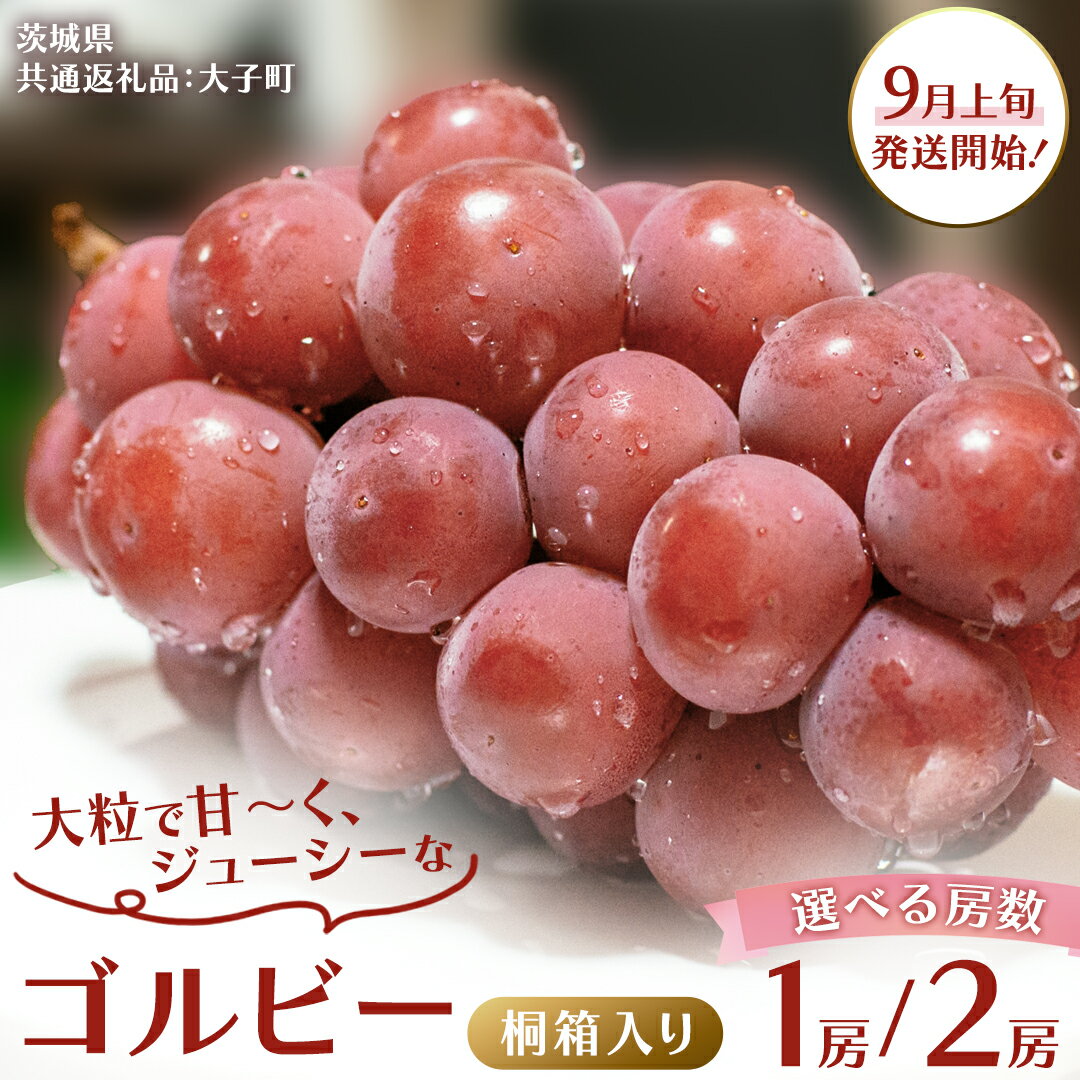 【ふるさと納税】《 選べる 房数 》【 桐箱入り 】 ゴルビー 1房 2房【2025年9月上旬発送開始】(茨城県共通返礼品：大子町) ぶどう ブドウ 葡萄 果物 フルーツ 果実 贈答用 ギフト 贈り物 プレゼント