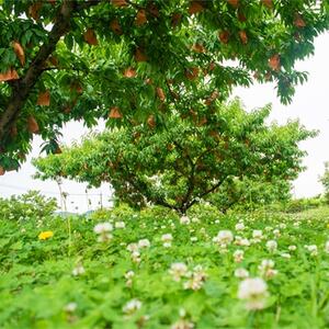 1252.岡山県産「清水白桃」約3kg|7月下旬頃～順次発送【配送不可地域：離島】【1488992】