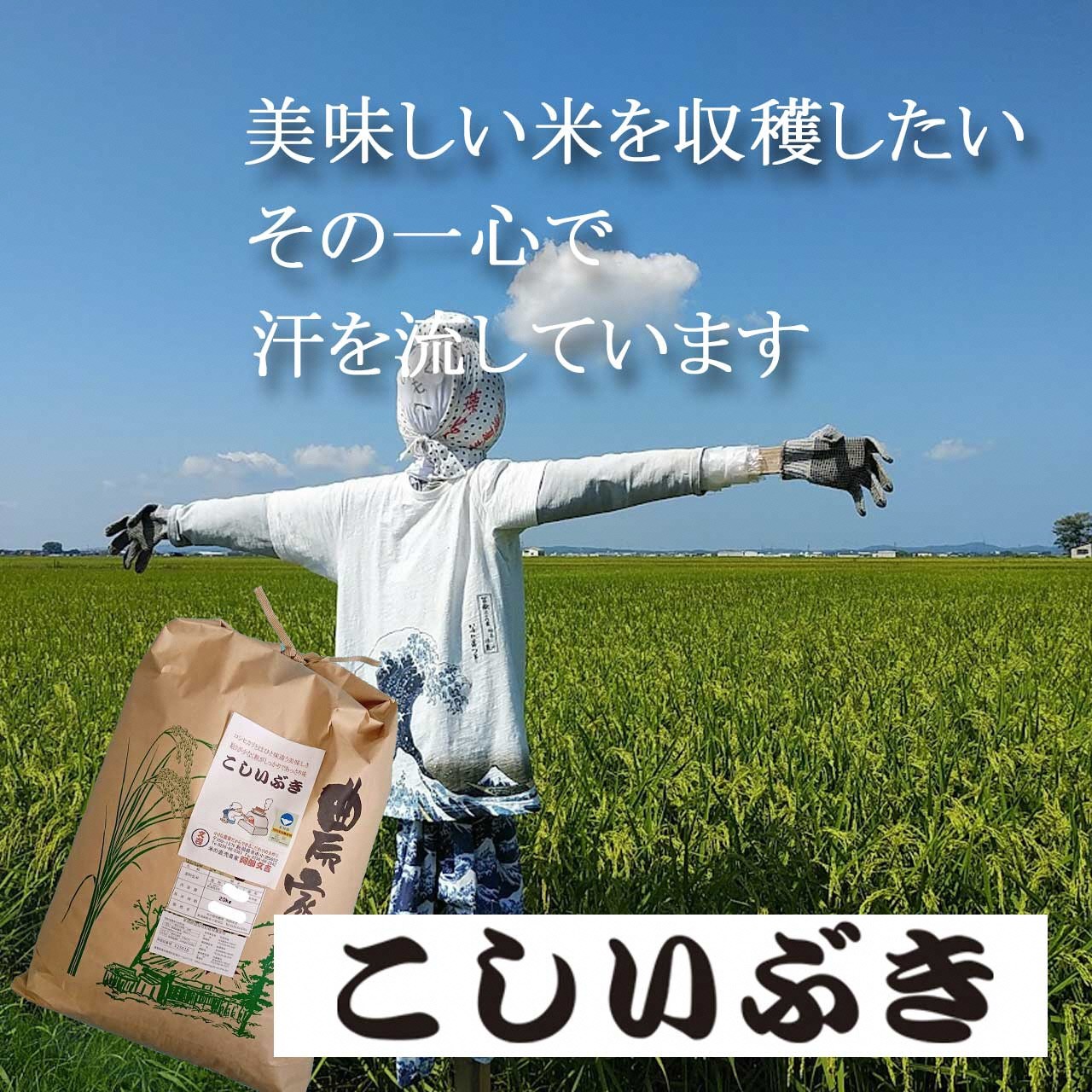 
                  【令和8年産米予約受付中】こしいぶき 白米20kg FC050025
                