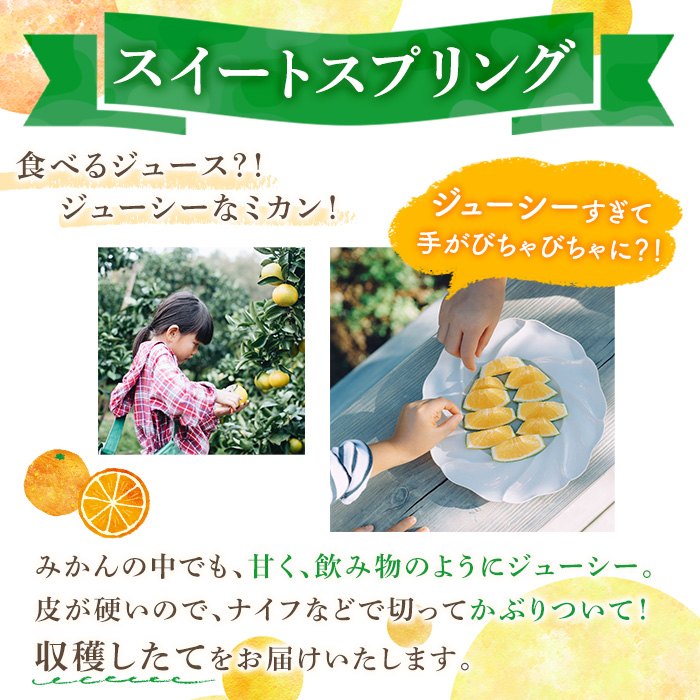 ＜先行予約受付中！2026年11月下旬以降順次発送予定＞数量限定！鹿児島県産スイートスプリング(約8kg) 柑橘 フルーツ 果物 国産 みかん 期間限定 ミカン スイスプ 【株式会社土曜日】akn06