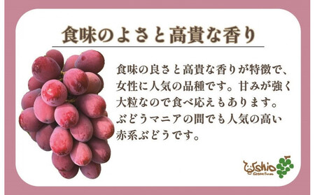 【2024年8月以降順次発送】福岡市産クイーンニーナ600g1房【北海道・沖縄・離島発送不可】