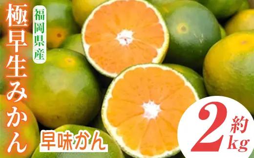 ＜先行予約受付中！2026年9月中旬～9月下旬に順次発送予定＞極早生みかん 早味かん(約2kg)みかん ミカン フルーツ 果物 くだもの 柑橘 福岡限定 オリジナルブランド＜離島配送不可＞【ksg0117】【南国フルーツ】