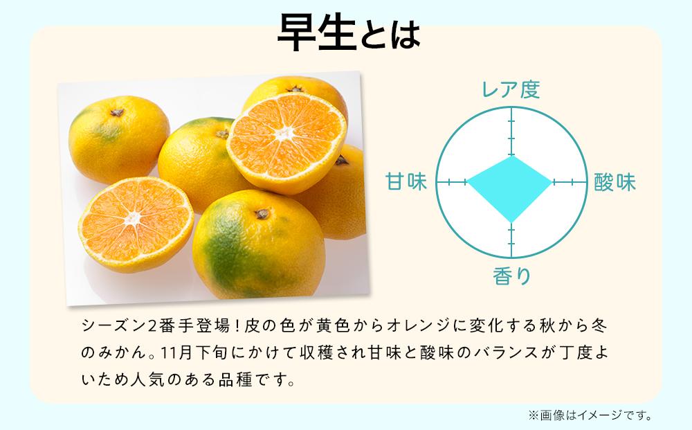 先行予約 早生みかん 約 5kg サイズ混合 和歌山県 有田みかん 2024年11月中旬以降発送　EF06