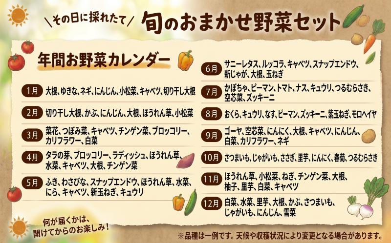【定期便6ヶ月】宮城県 岩沼産 産地直送 朝どれ 新鮮野菜 8～10種類 詰め合わせセット 野菜8～10種類×6か月