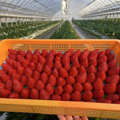 いちご　古都華・ことか2パック(8〜15粒入り/1pc)【配送不可地域：離島・北海道・沖縄県・東北】【1685936】