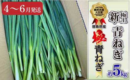 青ねぎ 5kg ネギ 訳あり 4～6月発送 【 ねぎ 】