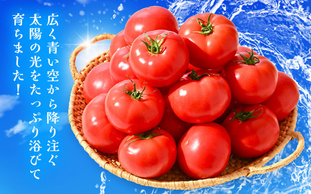 新鮮トマト 1ケース 約4㎏ (16～24玉入) ～三つ星クオリティ☆坂井の大自然が育てた、もぎたて新鮮トマト～【とまと トマト 野菜 生野菜 新鮮 リコピン ビタミン ダイエット 美容 美肌 産地直