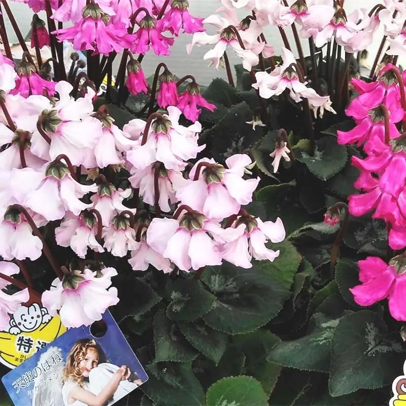 シクラメン 天使の羽根 5号鉢 ますだ農園 花 植物 フラワー F4N-1795