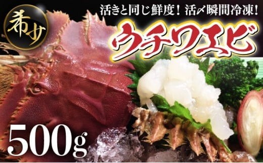 活〆ウチワエビ3~5匹 500gセット＜数量限定＞ 国産 東洋町産 セット うちわえび 新鮮 海鮮 高知県 東洋町 四国 お取り寄せ 送料無料 S211