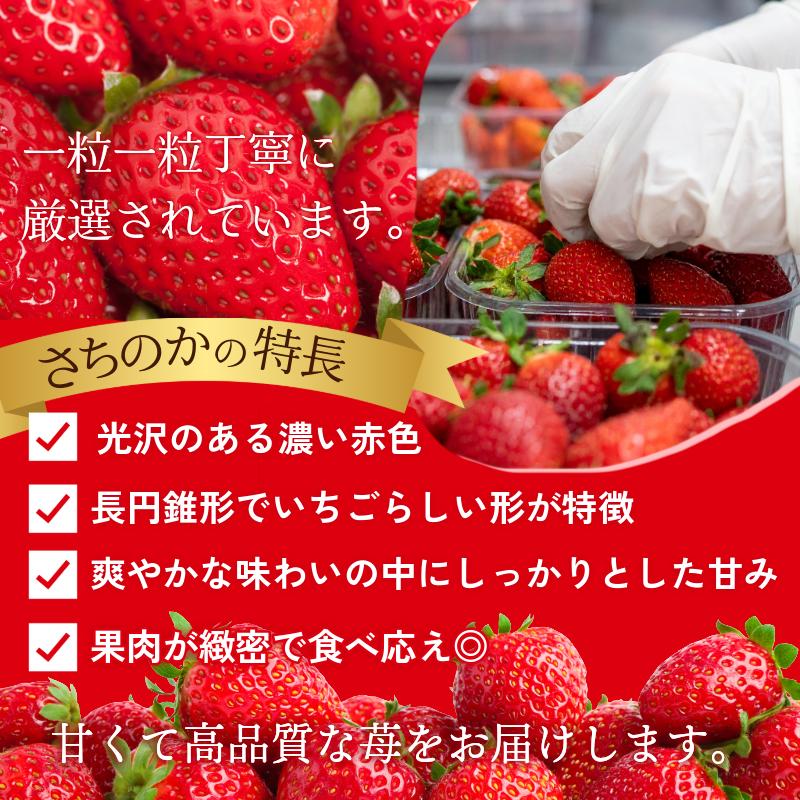 いちご 500g さちのか 苺 イチゴ ストロベリー 数量限定 徳島県産 ichigo strawberry itigo 2月上旬より順次出荷 徳島県 