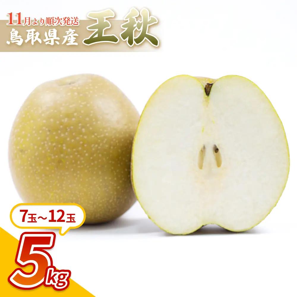 中野農園 梨 ”王秋梨” 5kg箱｜鳥取 岩美 梨 なし ナシ※お届けは2026年11月以降【41017】