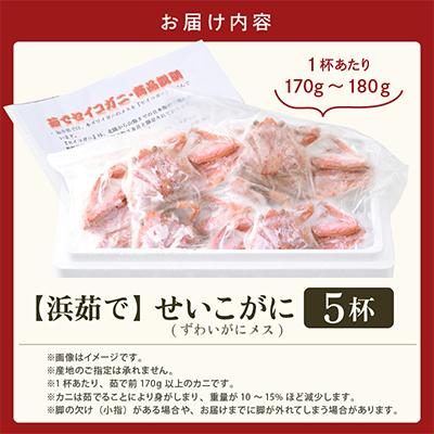 ふるさと納税 美浜町 【2025年11月より順次発送】《おまかせ》茹でセイコガ二　5杯　茹でたてをその日に発送致します |  | 03