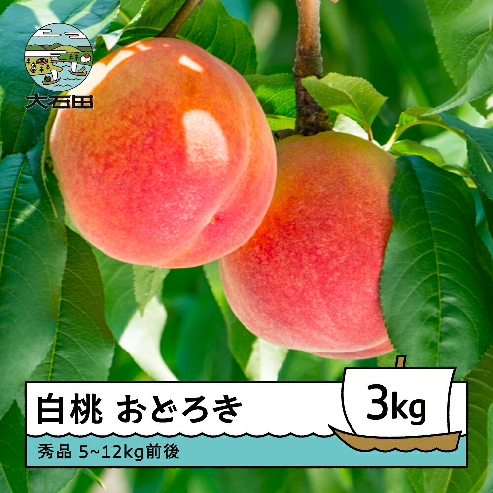 【ふるさと納税】先行予約 もも 桃 白桃 おどろき 3kg 山形県産 2026年産 令和8年産 フルーツ 果実 送料無料 ry-moodx3000