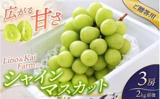【2026年先行予約】 【ご贈答用】Lino＆Kai Farmのシャインマスカット3房前後(2kg前後 化粧箱入) / 朝採れ ぶどう 岡山  真庭市 シャインマスカット 高級 ギフト 大粒 果物 贈答 人気 産地直送 国産 数量限定 種なし 【linokai001-02】