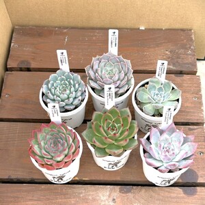 エケベリア オリジナル 交配種 おまかせ 2個 セット 【多肉屋GPK】／ インテリア インテリア植物 おしゃれインテリア オシャレ おしゃれ 多肉 多肉植物 観葉植物 植物 おまかせセット 人気 高