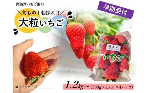 【2026年1～2月発送】「諏訪湖いちご園の大粒いちご」(300g以上入り×4パック) 【 諏訪野菜ブランディングプロジェクト 】 ／ たくいち 諏訪湖いちご園 いちご イチゴ 苺 甘い おいしい 大きい 大容量 春 旬 シーズン こども 子ども 子供 キッズ ファミリー おやつ デザート おすすめ おすすめいちご おすすめイチゴ おすすめ苺 信州 長野県 諏訪 諏訪市 【46-01】