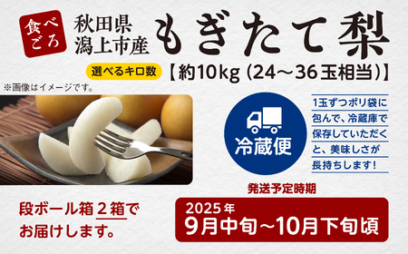 梨 10kg 採れたて あきた梨 24?36玉前後 【加賀谷農園】
