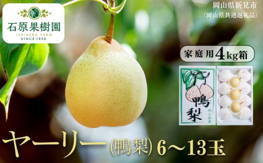 家庭用 ヤーリー(鴨梨) 4kg箱 青秀 6～13玉【先行予約 2026年11月中旬から順次発送】