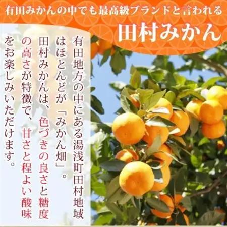 【2026年11月下旬より発送】【日高町】高級ブランド田村みかん　10kg　大玉サイズ【1217355】