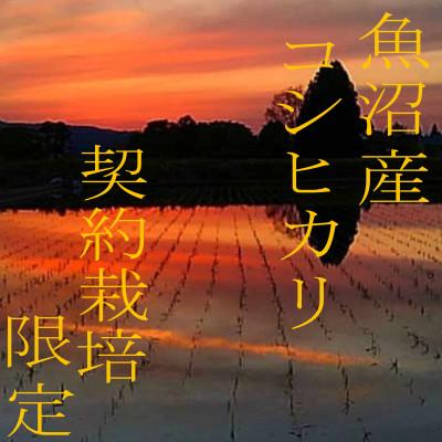 ふるさと納税 魚沼市 令和7年産【雪国逸品 精米5kg】越後魚沼郷 魚沼産コシヒカリ |  | 02