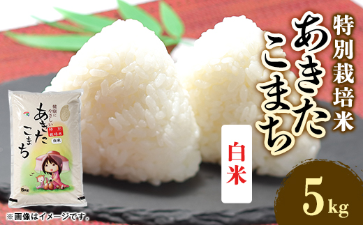令和7年産　特別栽培米あきたこまち　白米5kg【配送不可地域：離島・沖縄県】