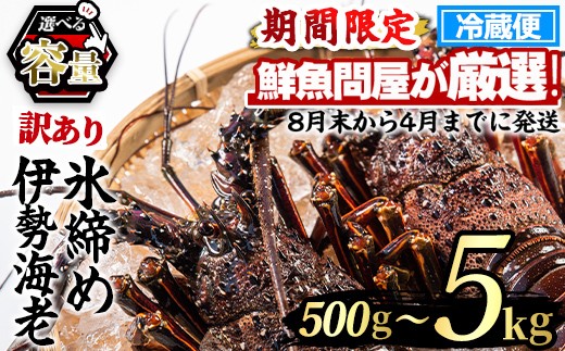 
                  《選べる容量！》＜訳あり＞朝獲れ発送！鮮魚問屋が厳選した氷締め伊勢海老(総量500g～5kg以上) 伊勢エビ 伊勢えび 刺身 さしみ えび 海老 魚介類 海鮮 刺身 塩焼き 訳あり 訳アリ 【江川商店】
                