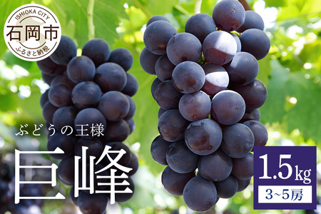 【 2026年 先行予約 】 巨峰 1.5kg ( 種あり ) 鈴木ぶどう園 3房 ～ 5房 ぶどう ブドウ 国産 果物 くだもの 葡萄 フルーツ 1.5キロ 8月 下旬 9月 10月 発送 夏 秋 旬 品種 茨城県産 産地直送 産直 農家直送 冷蔵 茨城県 石岡市 (A07-002)