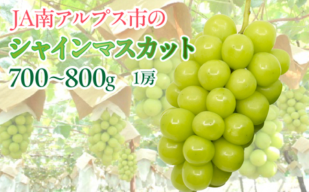 ＜2026年発送先行予約＞シャインマスカット1房(約700～800g)  ALPAA051  | 山梨 山梨県 ぶどう 葡萄 ブドウ マスカット  フルーツ くだもの 果物 高級 新鮮 産地直送 贈答 ギフト 2026年 |